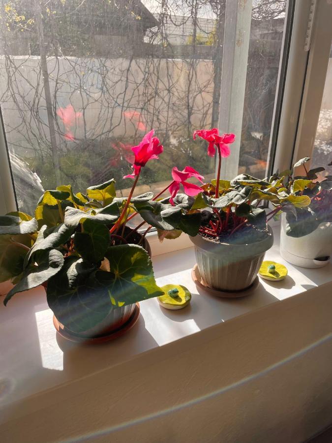 Gulnara Guest House Balykchy Екстер'єр фото